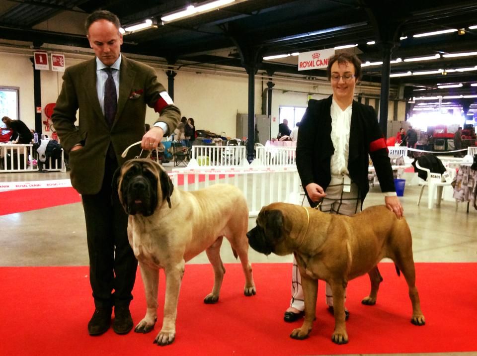 Du Mont Des Géants - Meilleure femelle mastiff au Paris Dog Show les 2 jours!