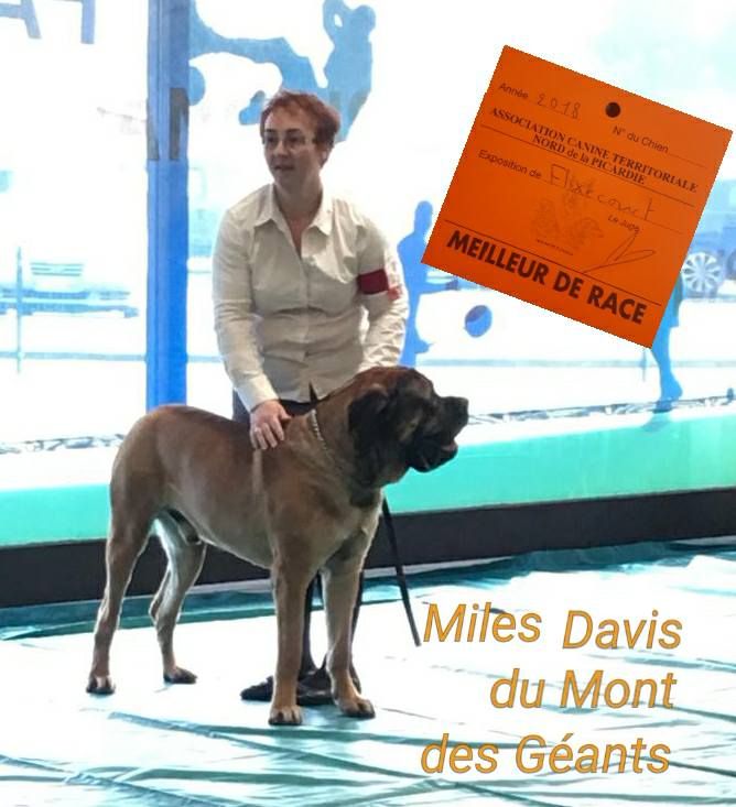 Du Mont Des Géants - Flixecourt / Miles Davis du Mont des Géants  Meilleur de la race !