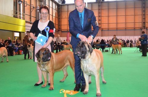 Du Mont Des Géants - CRUFTS, la plus grande exposition canine au monde