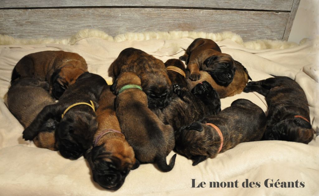 Du Mont Des Géants - Les chiots ont 3 semaines