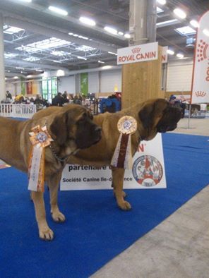 Du Mont Des Géants - Doublé des rouquines au Paris Dog Show 2017