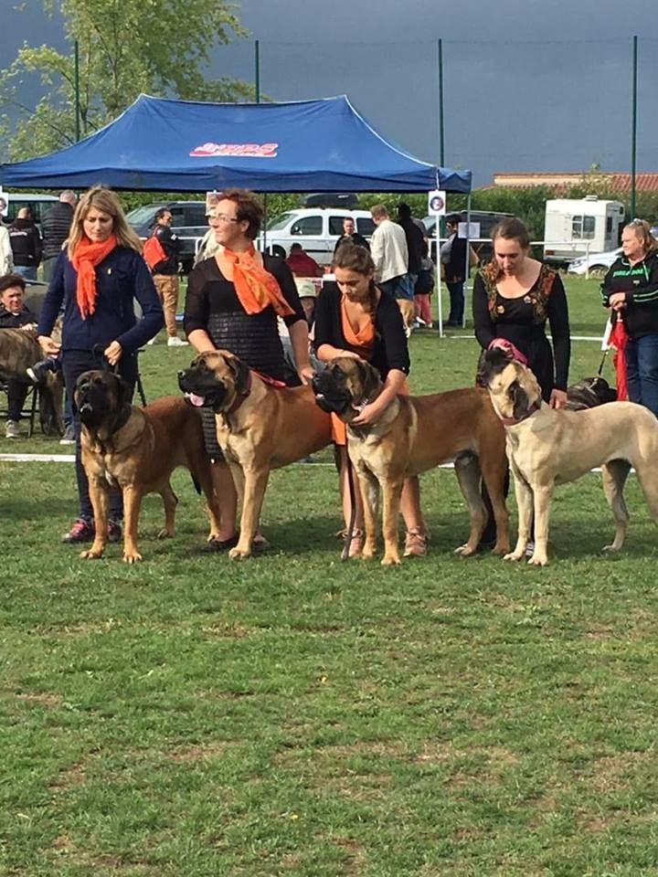 Du Mont Des Géants - Mastiff World Cup 2017 (suite)