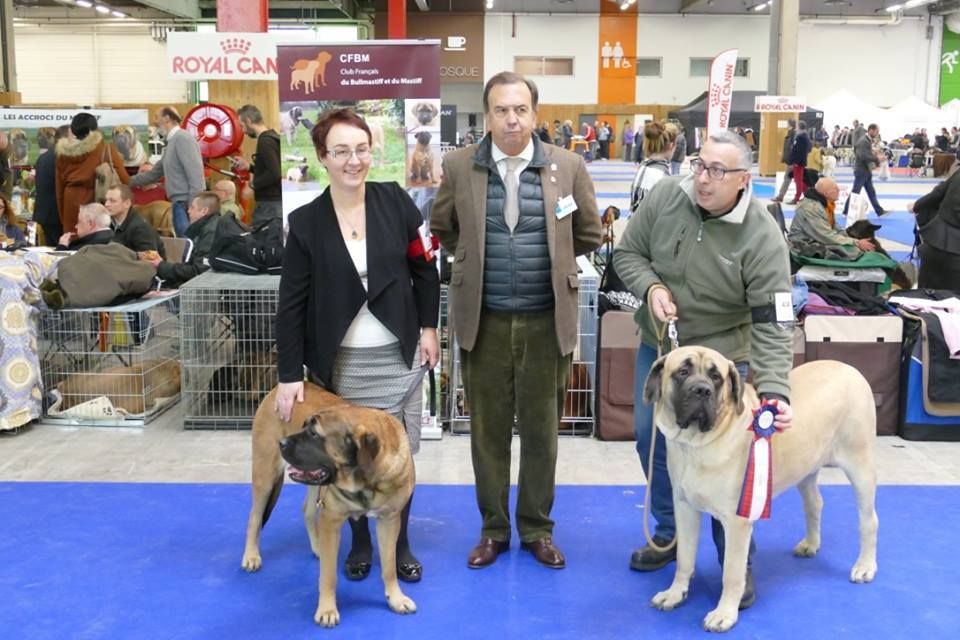 Du Mont Des Géants - Jasmine meilleure jeune femelle au Paris Dog Show