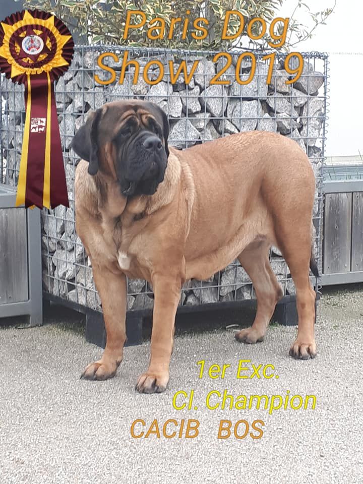 Du Mont Des Géants - Charlotte meilleure femelle Mastiff au Paris dog show