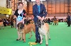  - CRUFTS, la plus grande exposition canine au monde