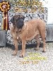  - Charlotte meilleure femelle Mastiff au Paris dog show
