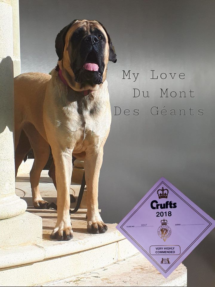 Du Mont Des Géants - Crufts 2018: My Love 