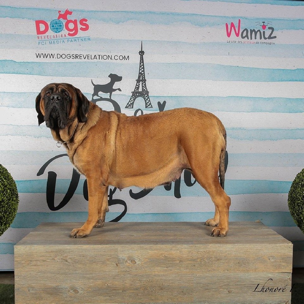 Du Mont Des Géants - Charlotte brille 2 jours de suite au Paris Dog Show !