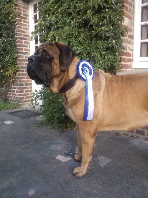 Du Mont Des Géants - meilleur femelle au CACIB de Kortrijk !