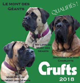 Du Mont Des Géants - Le Mont des Géants sera à la Crufts