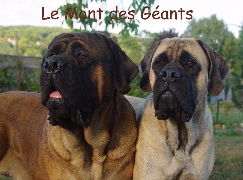 My love Du Mont Des Géants