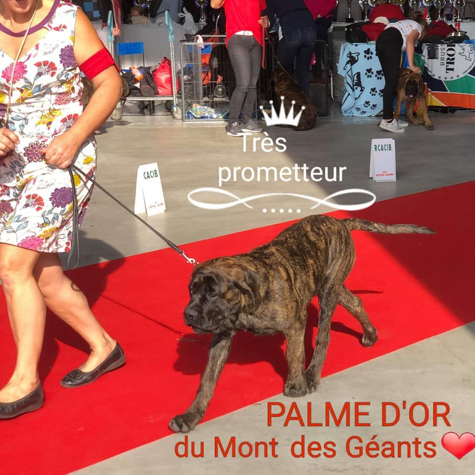 CH. Palme d'or Du Mont Des Géants