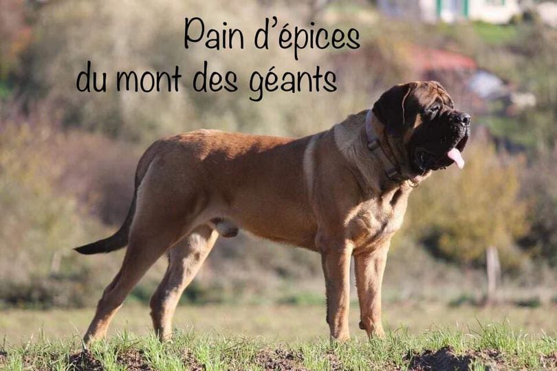 CH. Pain d'épices Du Mont Des Géants