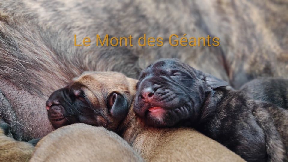 chiot Mastiff Du Mont Des Géants