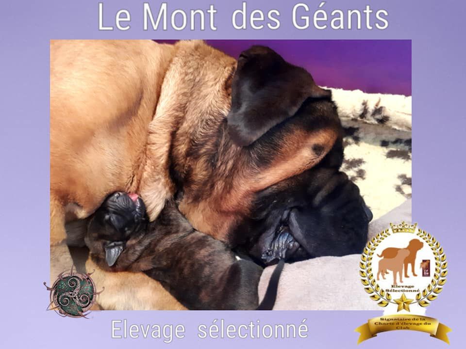 Du Mont Des Géants - Mastiff - Portée née le 24/04/2019
