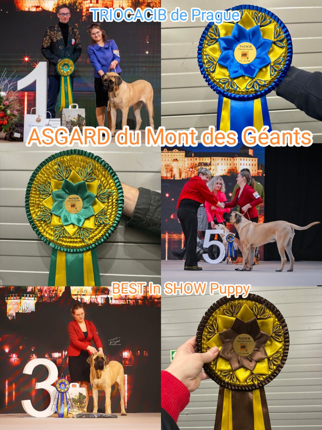 BEST in SHOW Puppy pour ASGARD à Prague !