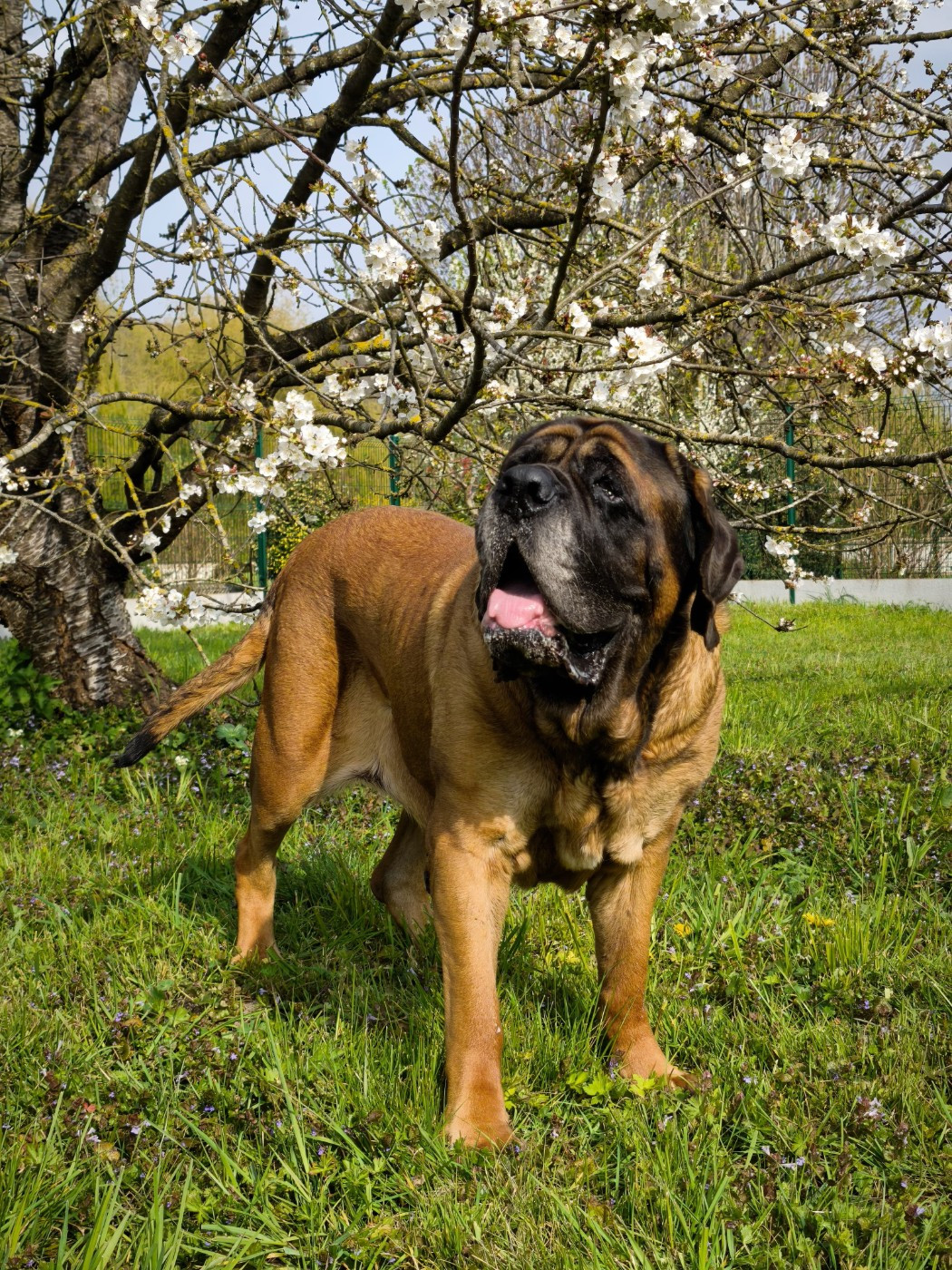 Du Mont Des Géants - Notre doyenne fête ses douze ans !