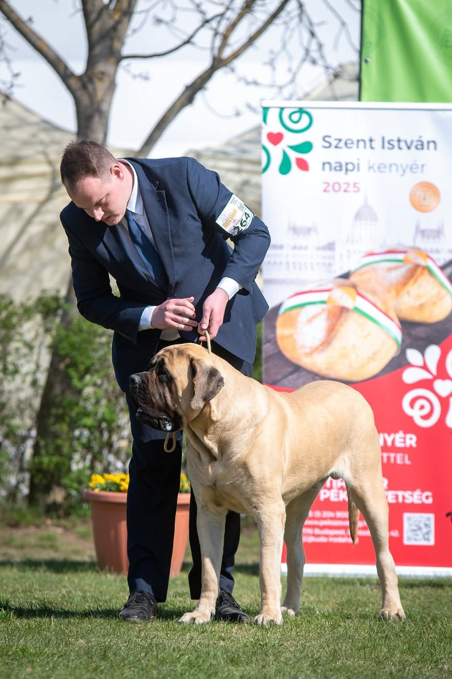 Du Mont Des Géants - ASGARD du Mont des Géants, jeune Champion de Hongrie
