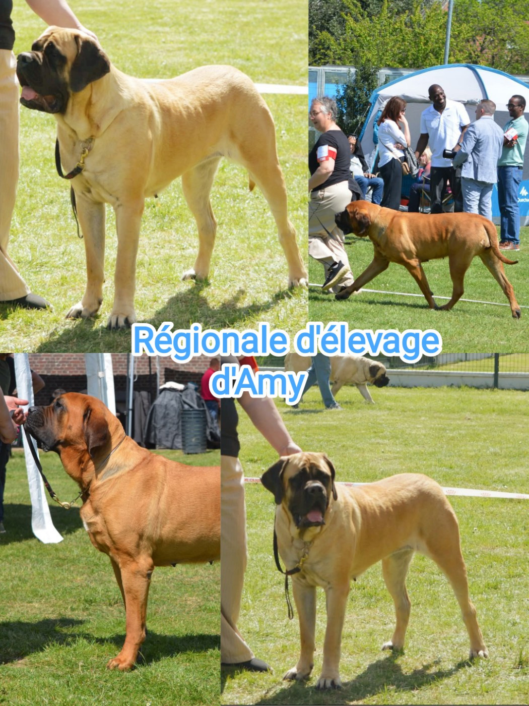 Moon et Love à la Régionale d'élevage d'Amy