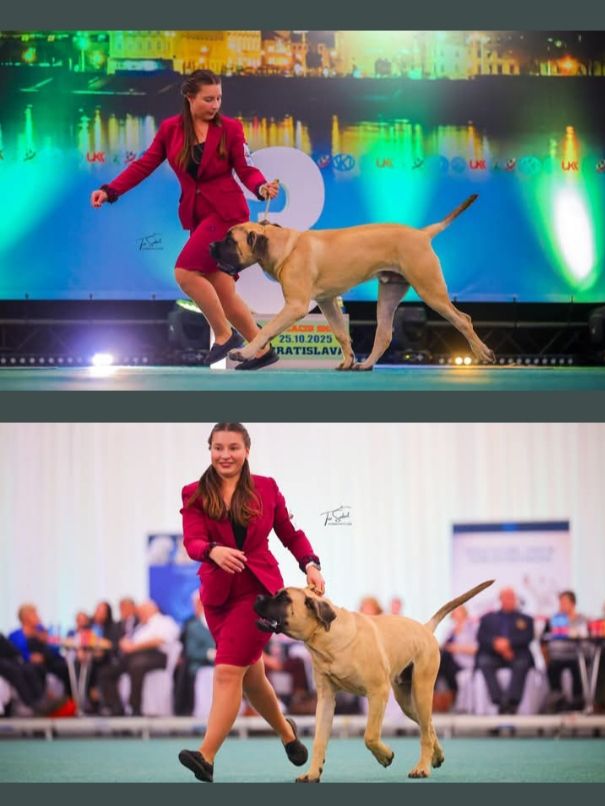 ASGARD, champion Puppy de Slovaquie 